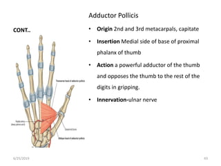 Surgical anatomy of the hand copy - copy | PPTX