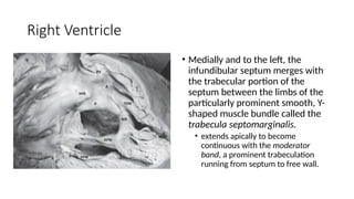 surgical anatomy of the heart, different chambers and their functions ...
