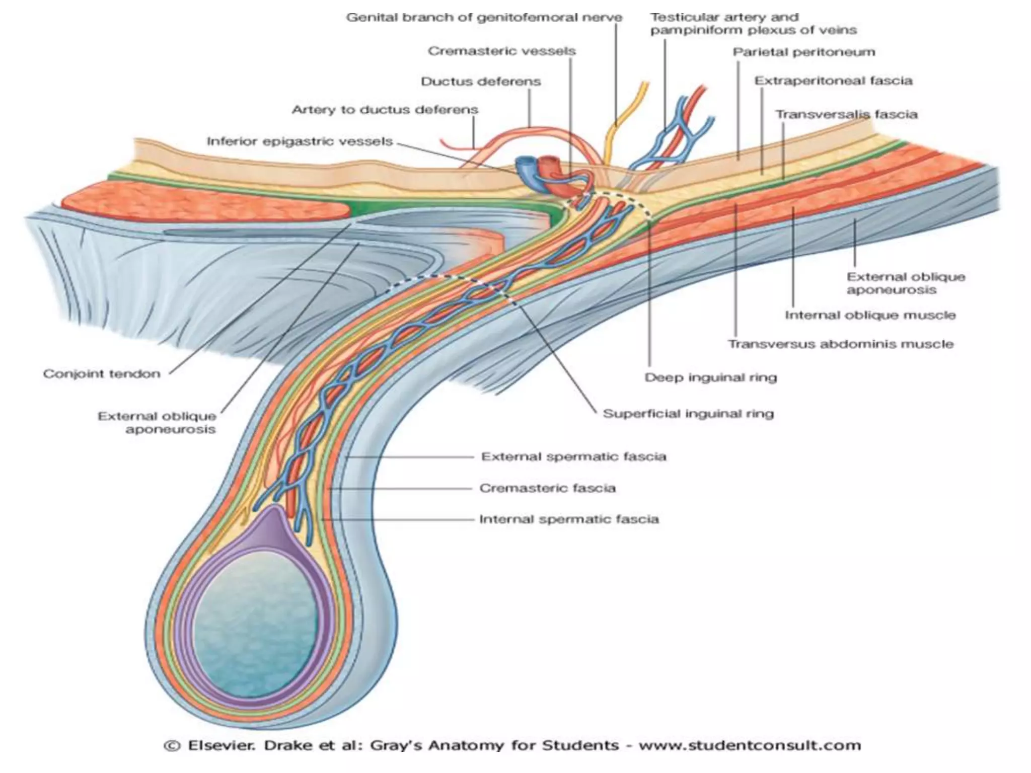 Surgical anatomy of the inguinal canal | PPTX