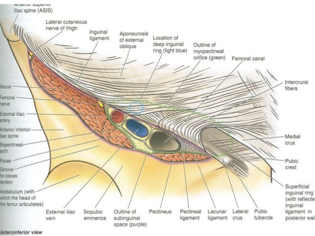 Inguinal Hernia Surgical Anatomy