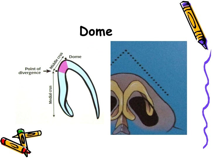 Surgical Anatomy Of The Nose