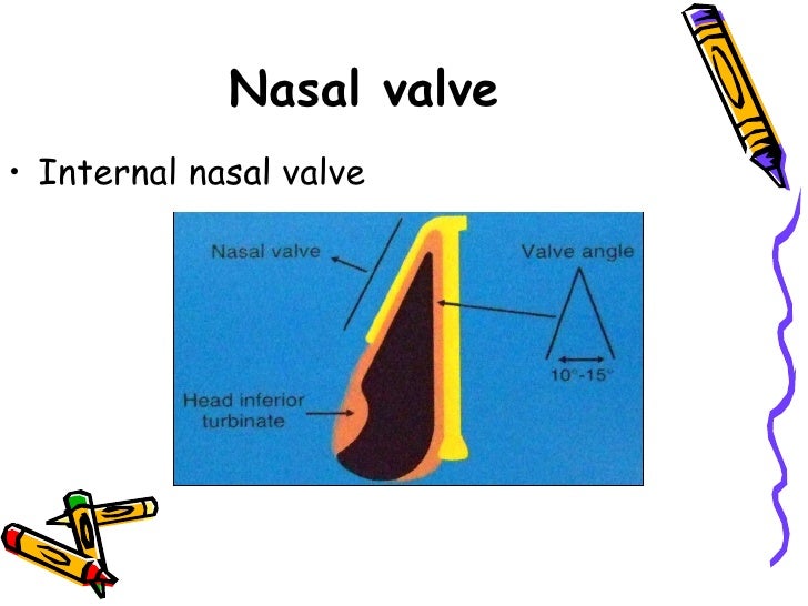 Surgical Anatomy Of The Nose
