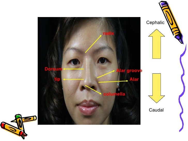 Surgical Anatomy Of The Nose