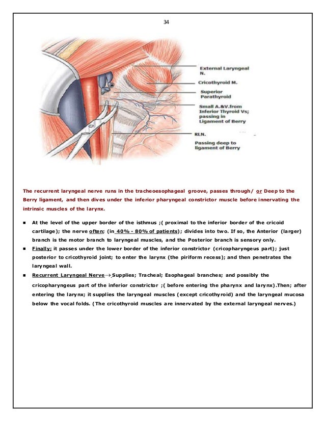 Surgical Anatomy Of Thyroid And Para Thyroid Glands Hazem El Folldocx Surgical Anatomy Of Thyroid And Para Thyroid Glands Hazem El Folldocx