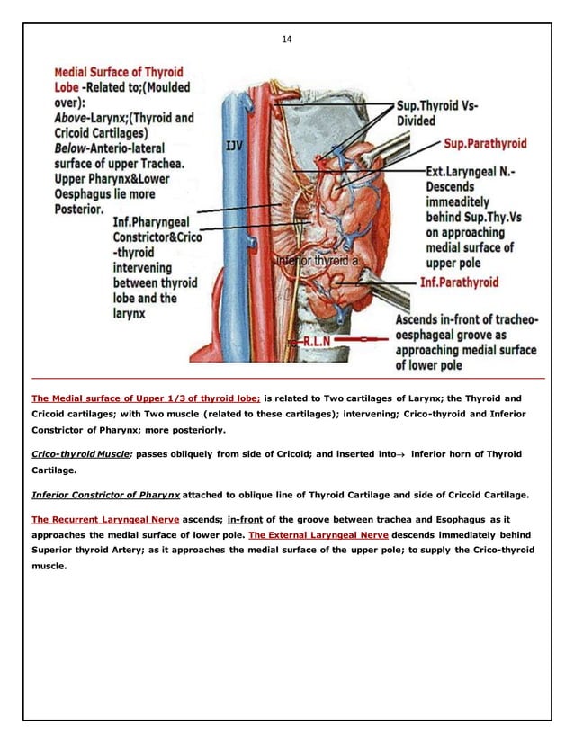 Surgical anatomy of thyroid and parathyroid glands. hazem el folldocx | PDF