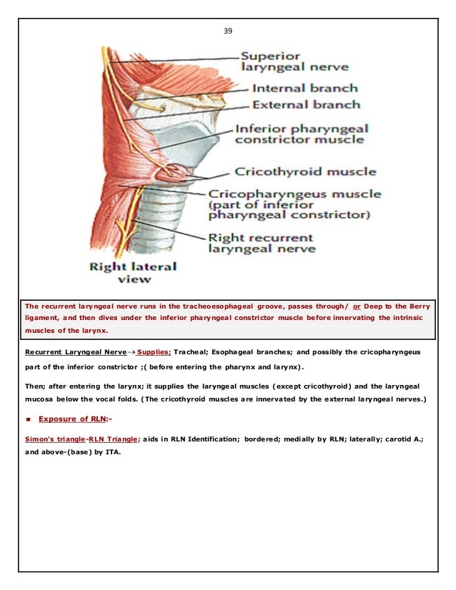 Surgical Anatomy Of Thyroid And Parathyroid Glands Hazem El Folldocx Surgical Anatomy Of Thyroid And Parathyroid Glands Hazem El Folldocx