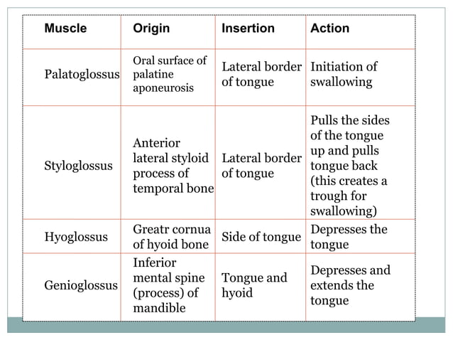Surgical anatomy of tongue | PPTX | Ear, Nose and Throat Conditions ...