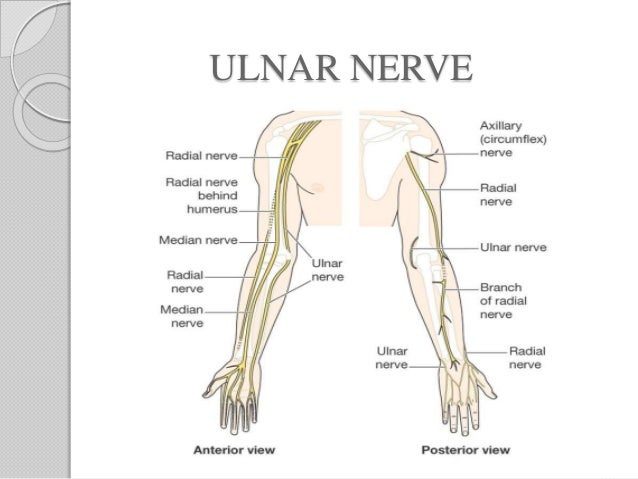 Surgical Anatomy Of Upper Limb Nerves And Plexus