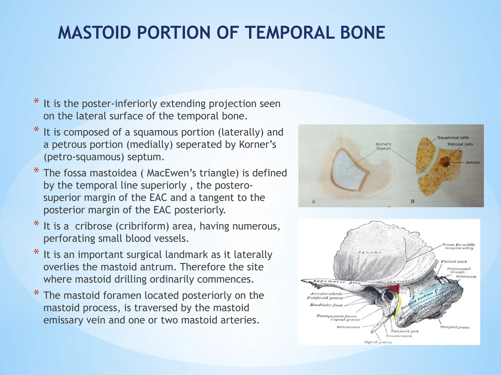 MASTOID PORTION OF TEMPORAL BONE
* It is the poster-inferiorly extending projection seen
on the lateral surface of the temporal bone.
* It is composed of a squamous portion (laterally) and
a petrous portion (medially) seperated by Korner’s
(petro-squamous) septum.
* The fossa mastoidea ( MacEwen’s triangle) is defined
by the temporal line superiorly , the postero-
superior margin of the EAC and a tangent to the
posterior margin of the EAC posteriorly.
* It is a cribrose (cribriform) area, having numerous,
perforating small blood vessels.
* It is an important surgical landmark as it laterally
overlies the mastoid antrum. Therefore the site
where mastoid drilling ordinarily commences.
* The mastoid foramen located posteriorly on the
mastoid process, is traversed by the mastoid
emissary vein and one or two mastoid arteries.
 