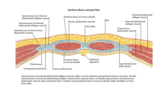 SURGICAL APPROACHES,INCISIONS AND USE OF APPROPRIATE.pptx