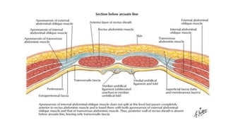 SURGICAL APPROACHES,INCISIONS AND USE OF APPROPRIATE.pptx