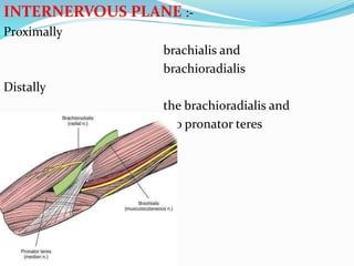 INTERNERVOUS PLANE :-
Proximally
brachialis and
brachioradialis
Distally
the brachioradialis and
pro pronator teres
 