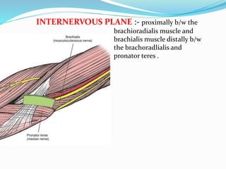 INTERNERVOUS PLANE :- proximally b/w the
brachioradialis muscle and
brachialis muscle distally b/w
the brachoradlialis and
pronator teres .
 