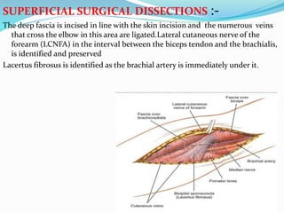 SUPERFICIAL SURGICAL DISSECTIONS :-
The deep fascia is incised in line with the skin incision and the numerous veins
that cross the elbow in this area are ligated.Lateral cutaneous nerve of the
forearm (LCNFA) in the interval between the biceps tendon and the brachialis,
is identified and preserved
Lacertus fibrosus is identified as the brachial artery is immediately under it.
 