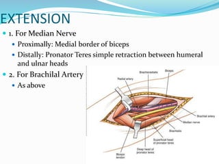 EXTENSION
 1. For Median Nerve
 Proximally: Medial border of biceps
 Distally: Pronator Teres simple retraction between humeral
and ulnar heads
 2. For Brachilal Artery
 As above
 