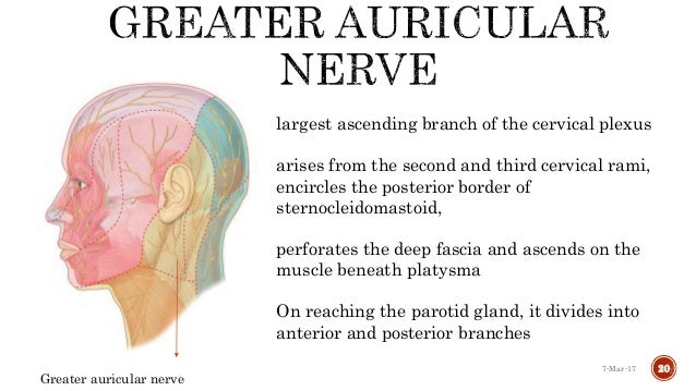 Surgical approaches to tmj