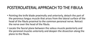 POSTEROLATERAL APPROACH TO THE FIBULA
• Pointing the knife blade proximally and anteriorly, detach the part of
the peroneus longus muscle that arises from the lateral surface of the
head of the fibula proximal to the common peroneal nerve. Retract
the nerve over the head of the fibula.
• Locate the fascial plane between the soleus muscle posteriorly and
the peroneal muscles anteriorly and deepen the dissection along the
plane to the fibula.
 