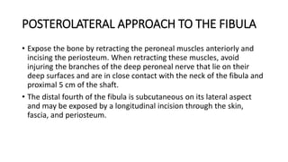 POSTEROLATERAL APPROACH TO THE FIBULA
• Expose the bone by retracting the peroneal muscles anteriorly and
incising the periosteum. When retracting these muscles, avoid
injuring the branches of the deep peroneal nerve that lie on their
deep surfaces and are in close contact with the neck of the fibula and
proximal 5 cm of the shaft.
• The distal fourth of the fibula is subcutaneous on its lateral aspect
and may be exposed by a longitudinal incision through the skin,
fascia, and periosteum.
 