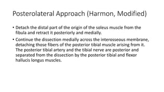 Posterolateral Approach (Harmon, Modified)
• Detach the distal part of the origin of the soleus muscle from the
fibula and retract it posteriorly and medially.
• Continue the dissection medially across the interosseous membrane,
detaching those fibers of the posterior tibial muscle arising from it.
The posterior tibial artery and the tibial nerve are posterior and
separated from the dissection by the posterior tibial and flexor
hallucis longus muscles.
 