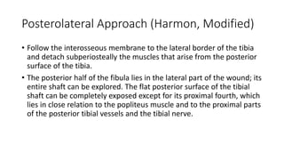 Posterolateral Approach (Harmon, Modified)
• Follow the interosseous membrane to the lateral border of the tibia
and detach subperiosteally the muscles that arise from the posterior
surface of the tibia.
• The posterior half of the fibula lies in the lateral part of the wound; its
entire shaft can be explored. The flat posterior surface of the tibial
shaft can be completely exposed except for its proximal fourth, which
lies in close relation to the popliteus muscle and to the proximal parts
of the posterior tibial vessels and the tibial nerve.
 