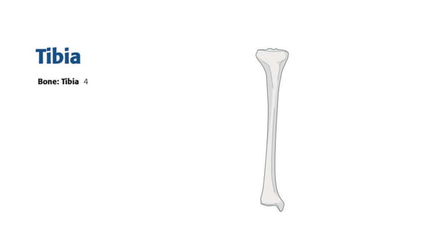 Surgical approaches tibia fibula | PPTX