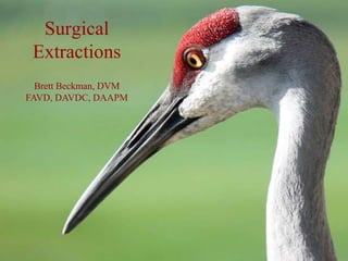 SurgicalExtractions Brett Beckman, DVM FAVD, DAVDC, DAAPM 
