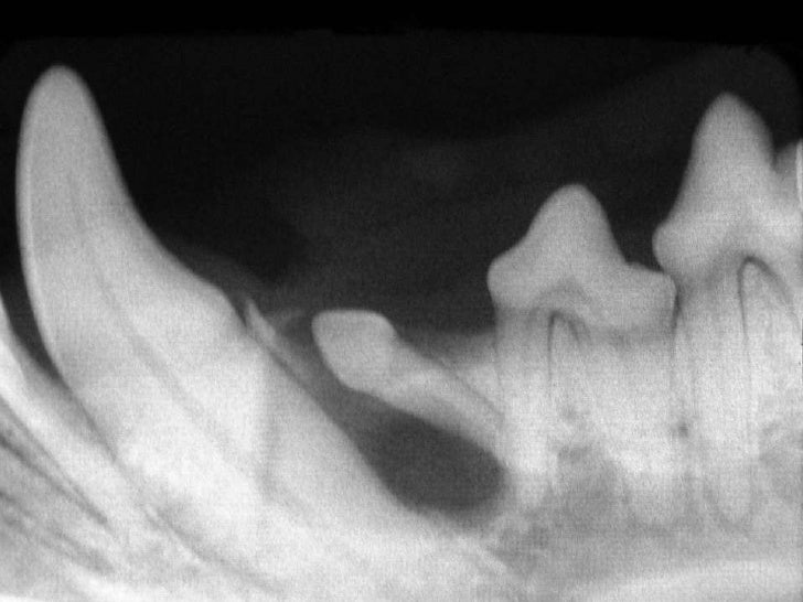 Veterinary Dentistry Surgical Extractions in the Dog and Cat