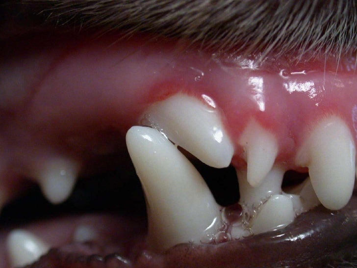 Veterinary Dentistry Surgical Extractions in the Dog and Cat