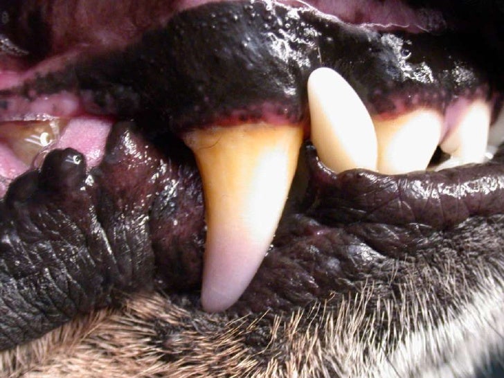Veterinary Dentistry Surgical Extractions in the Dog and Cat