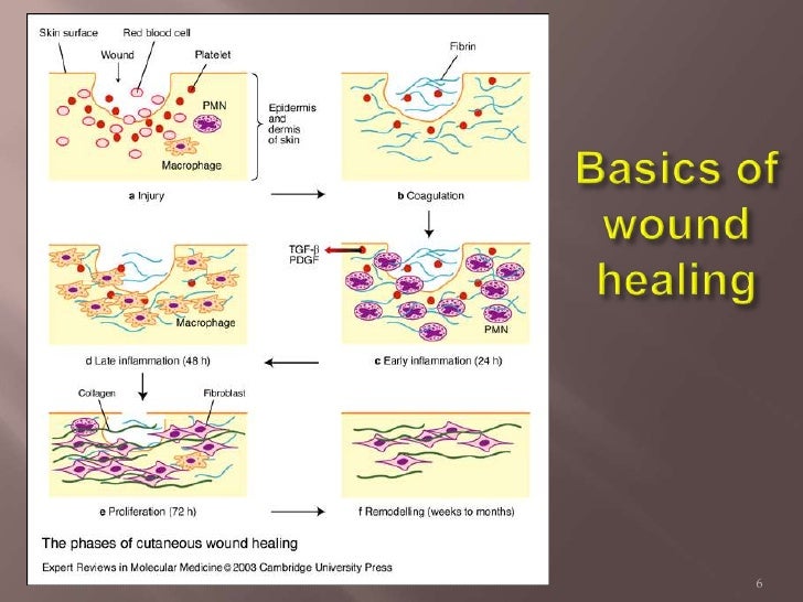 Surgical Grafts for Skin, Tendon, and Bone Healing