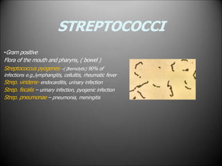 STREPTOCOCCI
•Gram positive
Flora of the mouth and pharynx, ( bowel )
Streptococcus pyogenes –( βhemolytic) 90% of
infections e.g.,lymphangitis, cellulitis, rheumatic fever
Strep. viridens- endocarditis, urinary infection
Strep. fecalis – urinary infection, pyogenic infection
Strep. pneumonae – pneumonia, meningitis
 