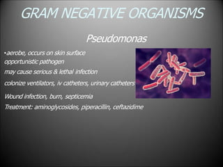 GRAM NEGATIVE ORGANISMS
Pseudomonas
•aerobe, occurs on skin surface
opportunistic pathogen
may cause serious & lethal infection
colonize ventilators, iv catheters, urinary catheters
Wound infection, burn, septicemia
Treatment: aminoglycosides, piperacillin, ceftazidime
 