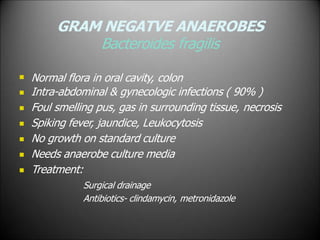 GRAM NEGATVE ANAEROBES
Bacteroides fragilis







Normal flora in oral cavity, colon
Intra-abdominal & gynecologic infections ( 90% )
Foul smelling pus, gas in surrounding tissue, necrosis
Spiking fever, jaundice, Leukocytosis
No growth on standard culture
Needs anaerobe culture media
Treatment:
Surgical drainage
Antibiotics- clindamycin, metronidazole
 