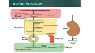 Biliverdin reductase
Glucoronyl transferase
4mg/day
 