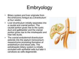Embryology
• Biliary system and liver originate from
the embryonic foregut as a diverticulum
at four weeks
• Liver diverticulum initially separates into
a caudal and cranial portion. The
caudal portion gives rise to the cystic
duct and gallbladder and the cranial
portion gives rise to the intrahepatic and
hilar bile ducts.
• The cranial endodermal diverticulum
extends into the septum transversum
mesenchyme promoting formation of
endothelium and blood cells. The
extrahepatic biliary system is initially
occluded with epithelial cells but later it
canalizes as cells degenerate
 