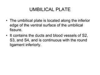 UMBILICAL PLATE
• The umbilical plate is located along the inferior
edge of the ventral surface of the umbilical
fissure.
• It contains the ducts and blood vessels of S2,
S3, and S4, and is continuous with the round
ligament inferiorly.
 