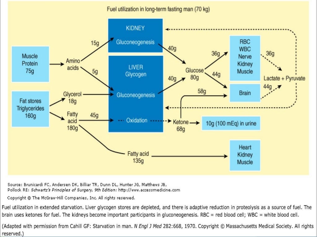 Surgical metabolism