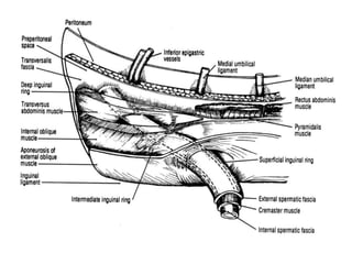 Contents of the inguinal canal

   Males : spermatic cord and ilioinguinal
    nerve

   Females : round ligament and th...
