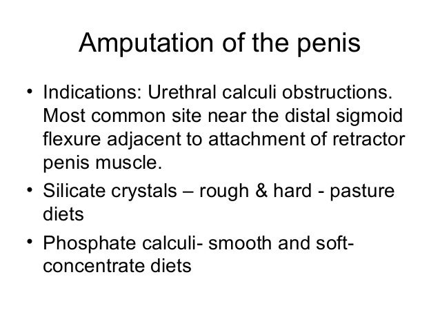 bulls have sigmoid flexture bulls have sigmoid flexture