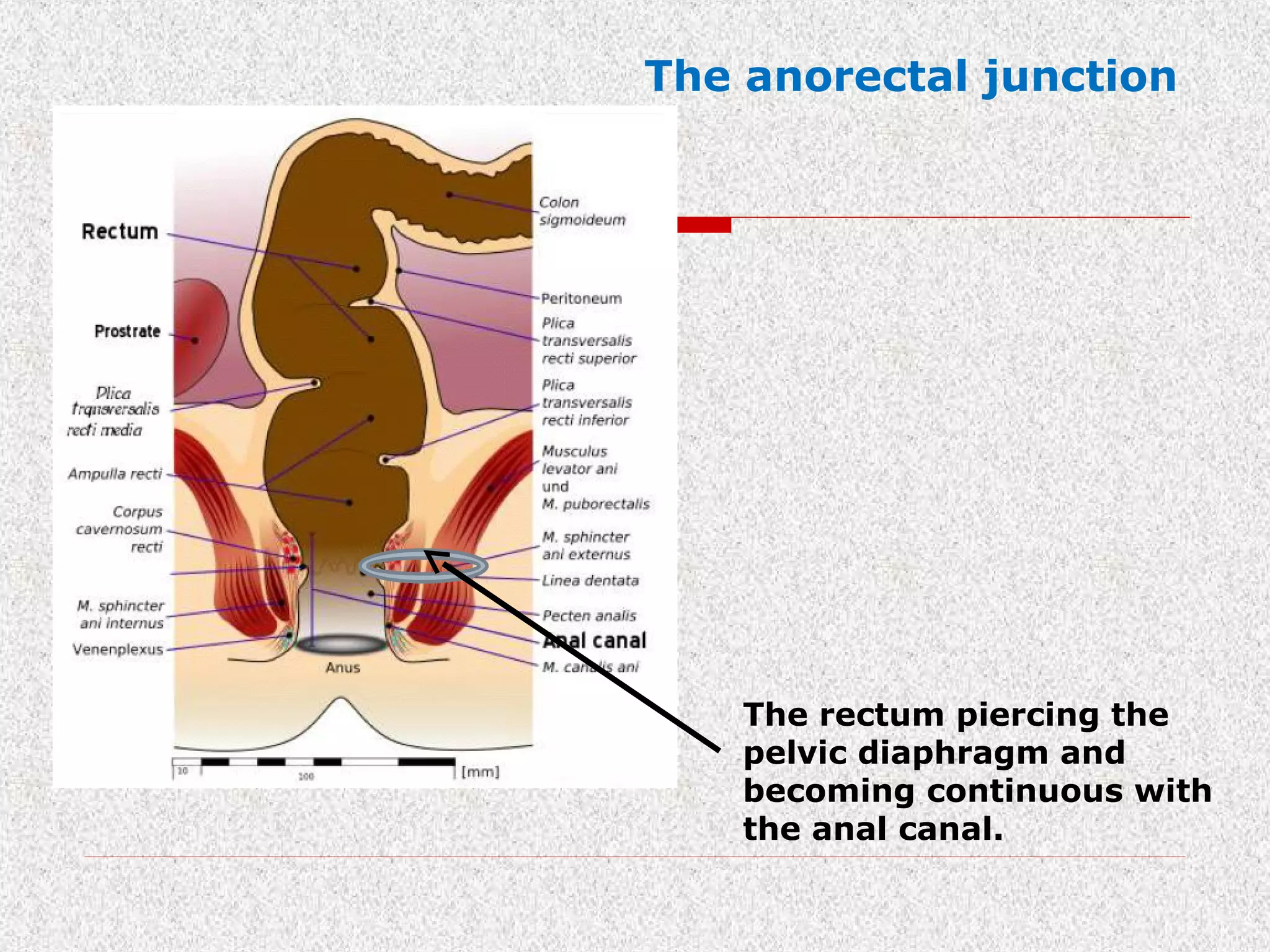 Proctotomy Surgical rectal anatomy | PPT