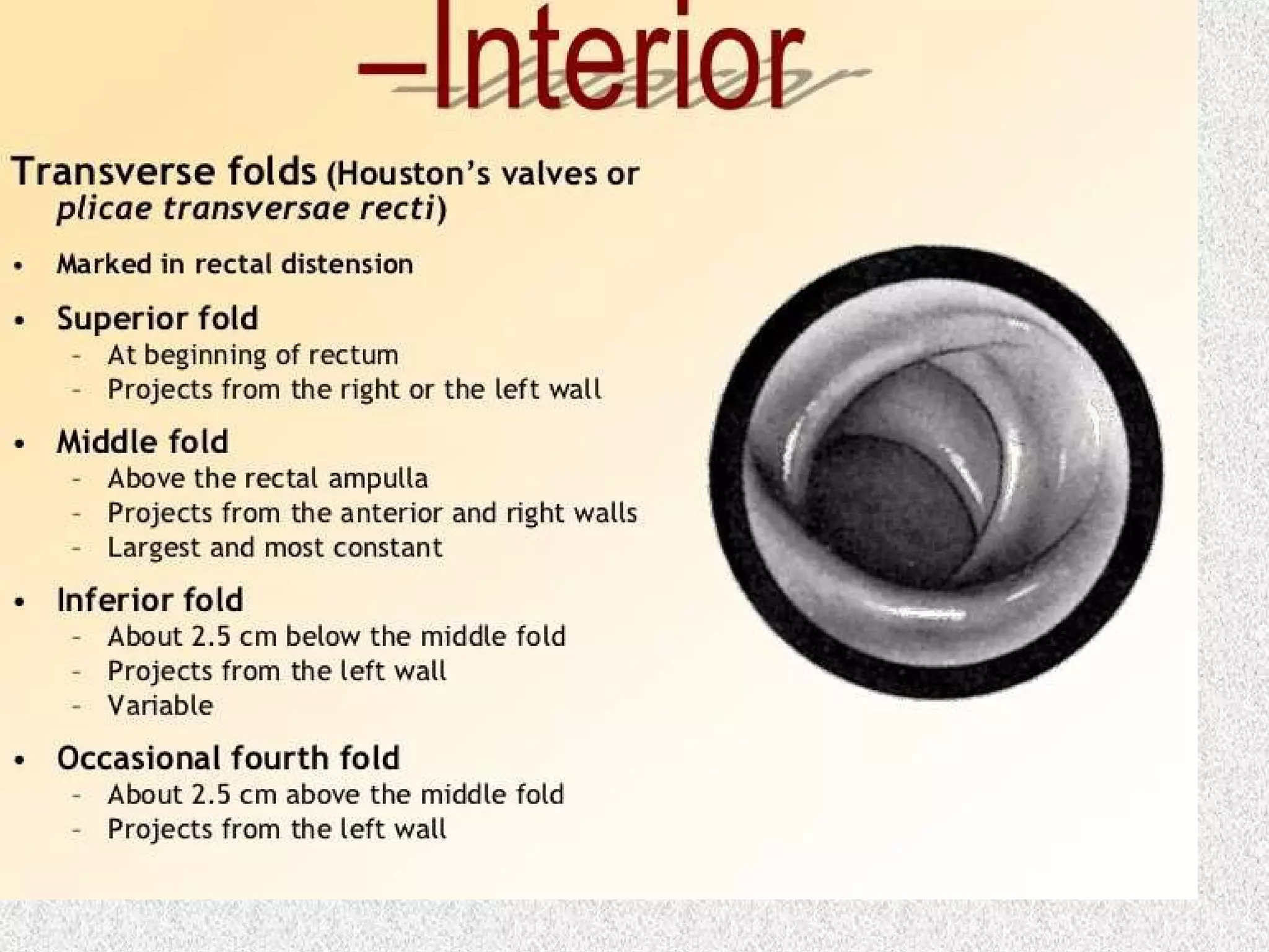 Hausta Surgical rectal anatomy | PPT