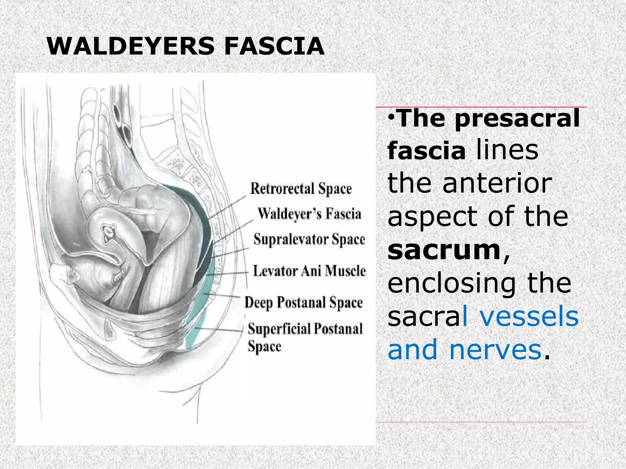 Surgical Rectal Anatomy PPT surgical-rectal-anatomy-ppt