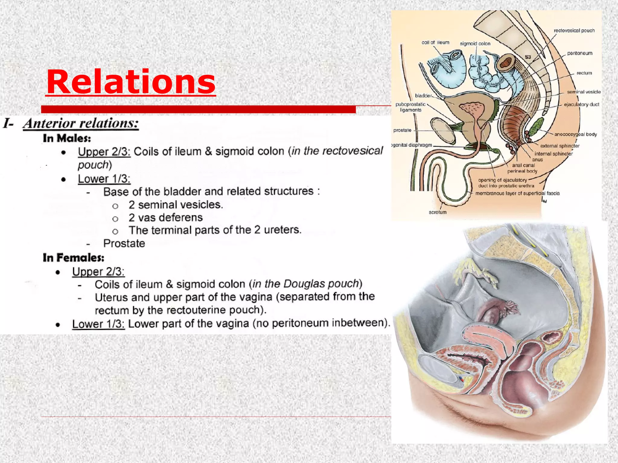 Proctotomy Surgical rectal anatomy | PPT