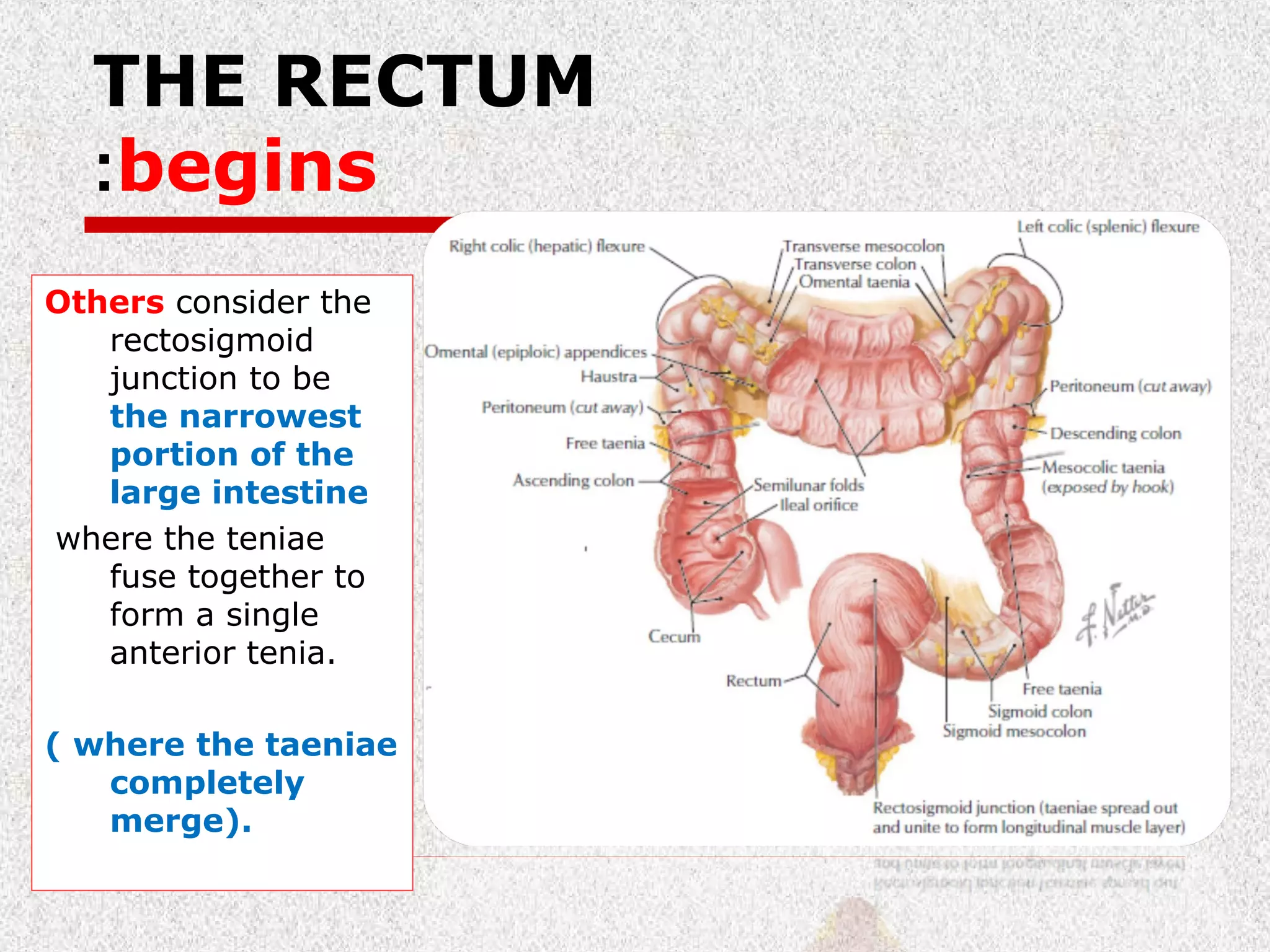 Surgical Rectal Anatomy PPT