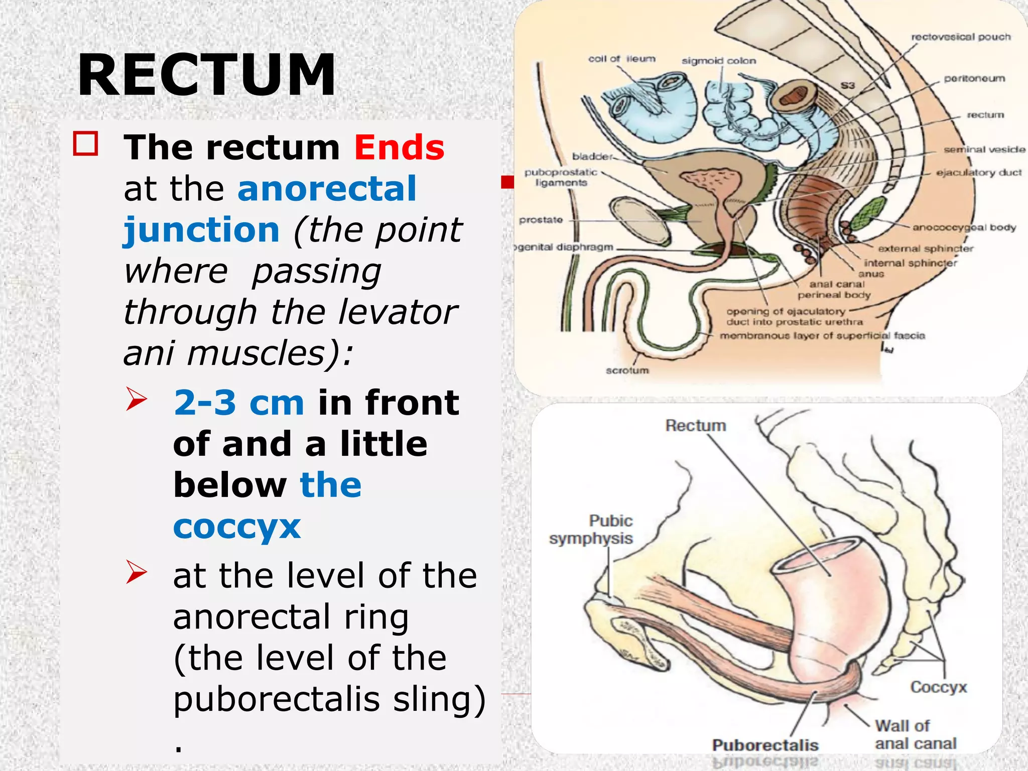Surgical rectal anatomy
