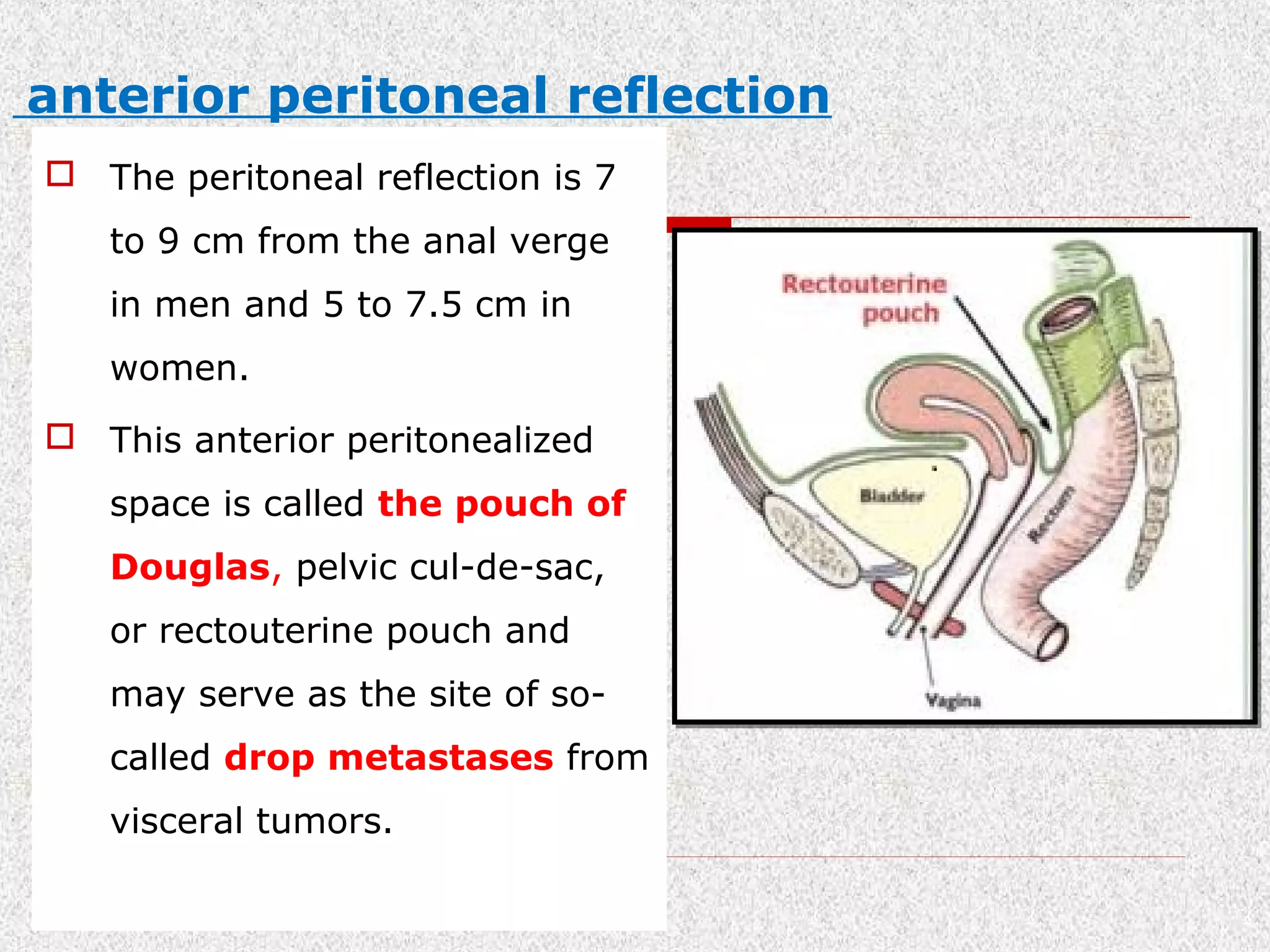 Surgical rectal anatomy