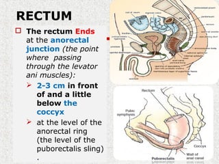 RECTUM
 The rectum Ends
at the anorectal
junction (the point
where passing
through the levator
ani muscles):
 2-3 cm in front
of and a little
below the
coccyx
 at the level of the
anorectal ring
(the level of the
puborectalis sling)
.
 