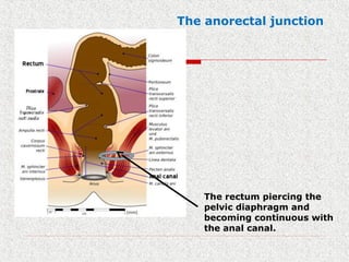 The anorectal junction
The rectum piercing the
pelvic diaphragm and
becoming continuous with
the anal canal.
 