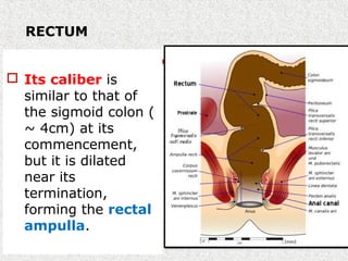 RECTUM
 Its caliber is
similar to that of
the sigmoid colon (
~ 4cm) at its
commencement,
but it is dilated
near its
termination,
forming the rectal
ampulla.
 
