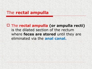 The rectal ampulla
 The rectal ampulla (or ampulla recti)
is the dilated section of the rectum
where feces are stored until they are
eliminated via the anal canal.
 